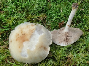 photo gallery of  Agrocybe cylindrica 