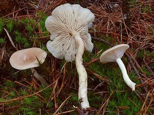 photo gallery of  Clitocybe fragrans 