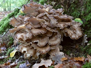 photo gallery of  Grifola frondosa 
