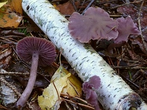 photo gallery of  Laccaria amethystina 