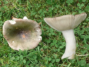 photo gallery of  Russula cyanoxantha fo. peltereaui