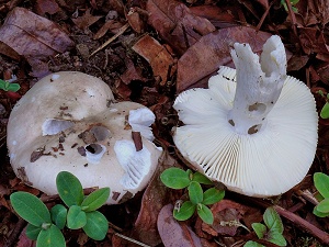 photo gallery of  Russula exalbicans 