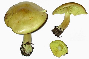 photo gallery of  Tricholoma equestre 
