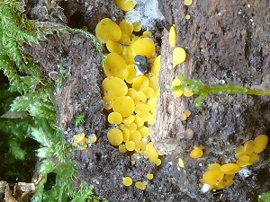 photo gallery of  Bisporella citrina 
