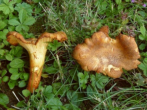 photo gallery of  Cantharellus amethysteus 