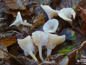 photo gallery of  Clitocybe phaeophthalma 
