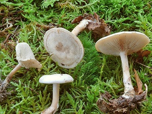 photo gallery of  Clitocybe phyllophila 