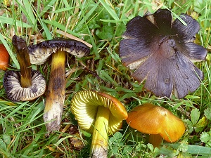 photo gallery of  Hygrocybe pseudoconica 