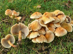 photo gallery of  Hypholoma fasciculare 