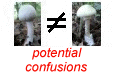 potential confusions with  Tricholoma focale var. pseudocaligatum
