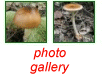 photo gallery of  Auriscalpium vulgare 