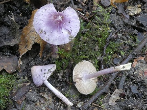 photo gallery of  Inocybe geophylla var. lilacina