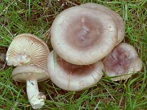 photo gallery of  Lactarius pyrogalus 
