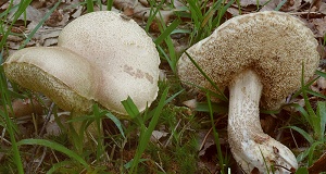 photo gallery of  Leccinum holopus 
