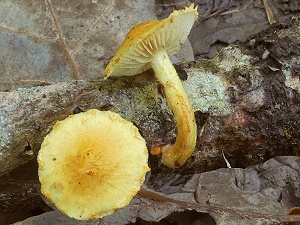 photo gallery of  Pholiota tuberculosa 