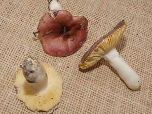 photo gallery of  Russula cessans 