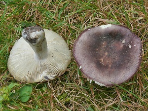 photo gallery of  Russula lilacea 