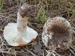 photo gallery of  Russula nigricans 