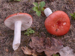 photo gallery of  Russula silvestris 