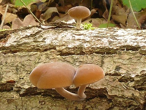 photo gallery of  Simocybe centunculus 
