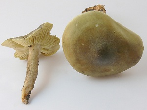 photo gallery of  Tricholoma saponaceum 