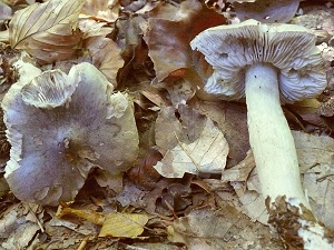 photo gallery of  Tricholoma sciodes 