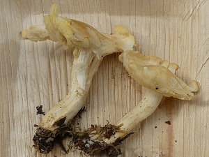 photo gallery of  Tricholoma sulfurescens 