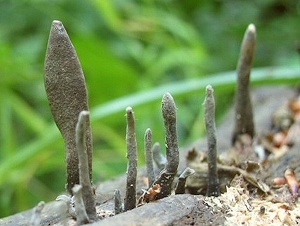 photo gallery of  Xylaria longipes 